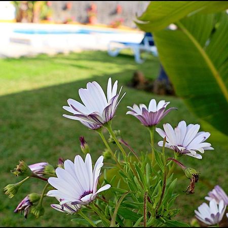 קוניל דה לה פרונטרה Chalet Con Piscina En Roche Viejo מראה חיצוני תמונה